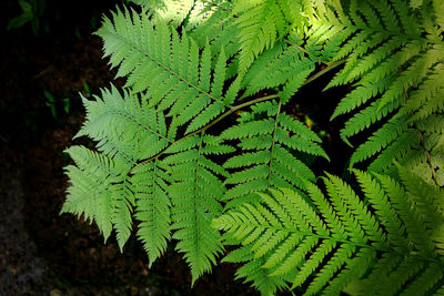 High angle view of fern leaves on tree