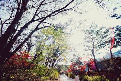 Low angle view of trees against sky