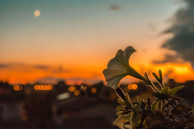 Close-up of orange flower against sky during sunset