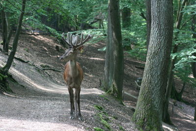 Deer standing in a forest