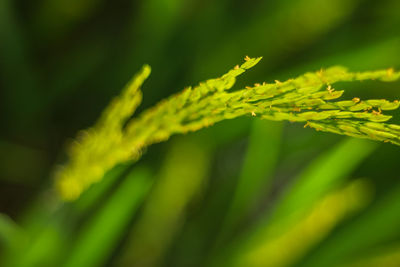 Close-up of green leaves