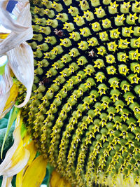 High angle view of white flowering plant for sale