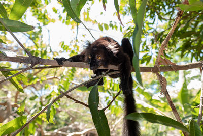 Black lemur on tree in forest