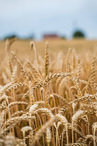 Close-up of wheat growing on field against sky