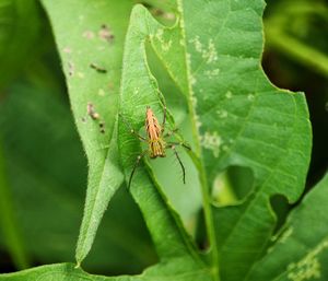 Close-up of insect on leaf