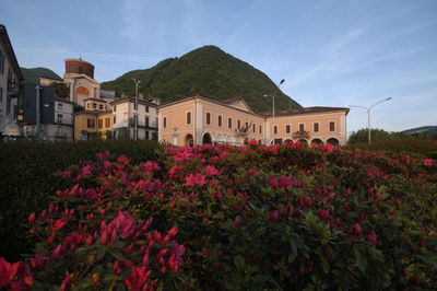 Plants growing against sky