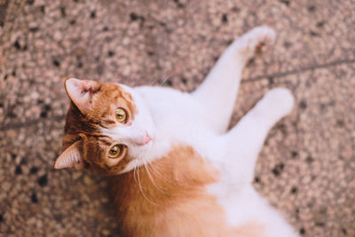 High angle view of cat sitting