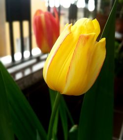 Close-up of yellow tulip