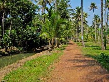 Footpath amidst palm trees against sky