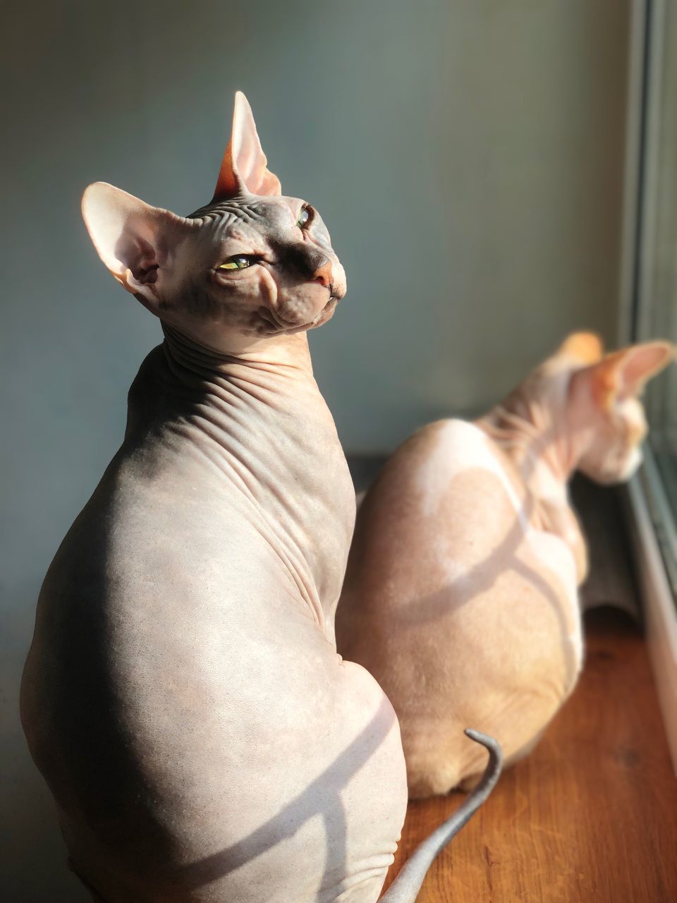 domestic, domestic animals, pets, mammal, animal themes, animal, one animal, vertebrate, indoors, no people, domestic cat, cat, feline, home interior, looking, dog, canine, portrait, focus on foreground, close-up, animal head, chihuahua - dog