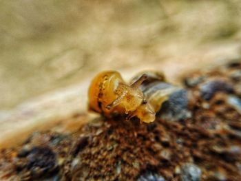 Close-up of bee on rock
