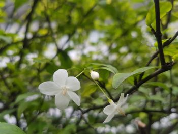 Close-up of white flowering plant
