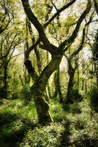 View of tree trunks in forest