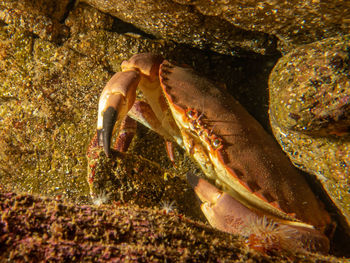 Close-up of crab in sea