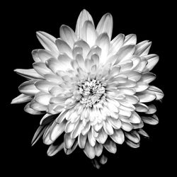 Close-up of flower over black background