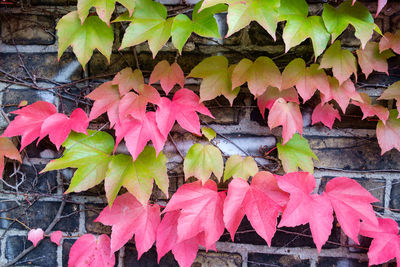 Close-up of maple leaves during autumn