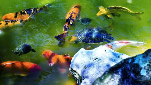 High angle view of koi carps and turtles swimming in pond