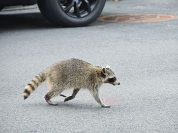 Full length of a dog running on the road