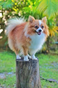 Portrait of dog standing on field