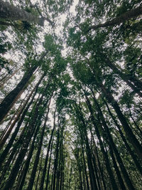 Low angle view of trees in forest