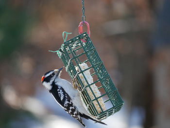 Close-up of bird perching on feeder