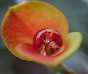 Close-up of orange rose