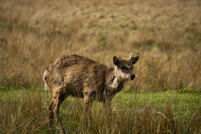 Portrait of sheep on field