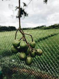 Close-up of berries on tree against sky