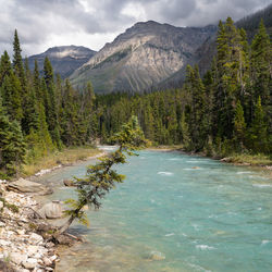 Scenic view of stream amidst trees and mountains against sky