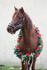 Close-up of a horse