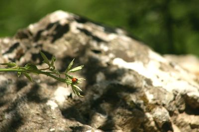 Close-up of insect