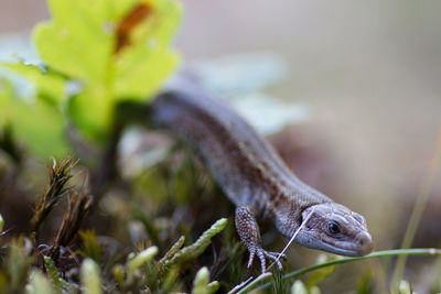 Close-up of lizard