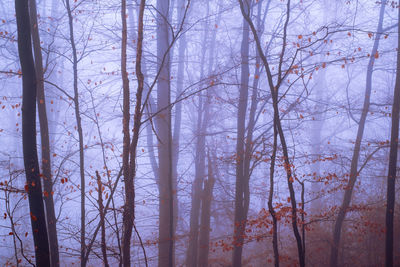 Bare trees in forest during winter