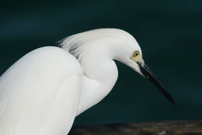 Close-up of white egret looking down