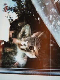 Close-up of cat looking through window