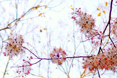 Low angle view of cherry blossoms in spring