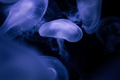 jellyfish