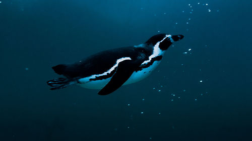 Penguin swimming in sea