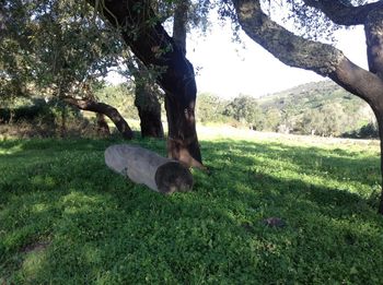 Trees in park