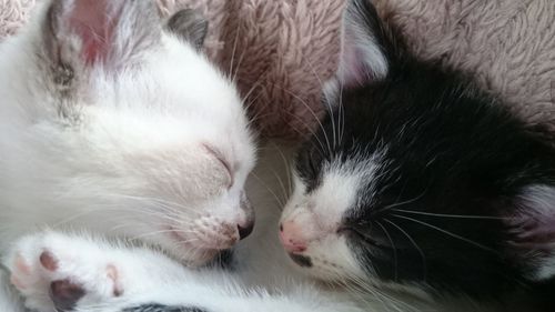 Close-up of cats sleeping at home