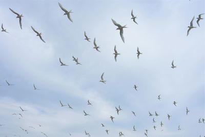 Low angle view of birds flying against sky