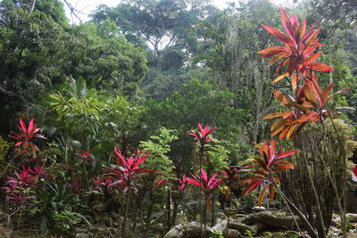 Red flowering plants against trees