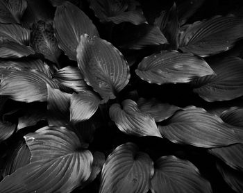 Full frame shot of flowers