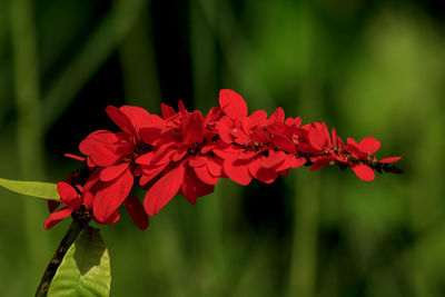 Close-up of red flowering plant