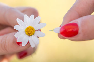 Close-up of hand holding yellow flower