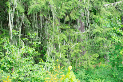 Full frame shot of trees on field