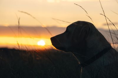 Close-up of silhouette dog on field against sky during sunset