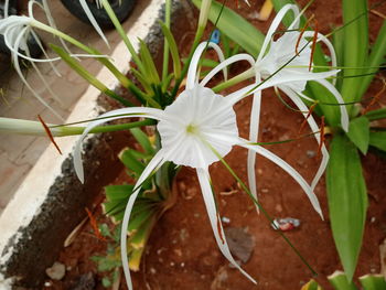 High angle view of white flowers blooming outdoors