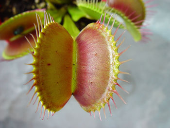 Close-up of venus flytrap outdoors