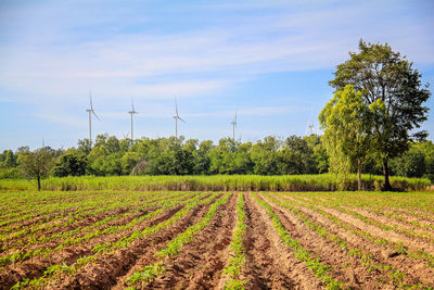 Scenic view of agricultural field against sky